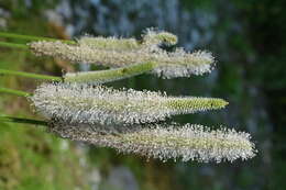 Image of Hoary Plantain