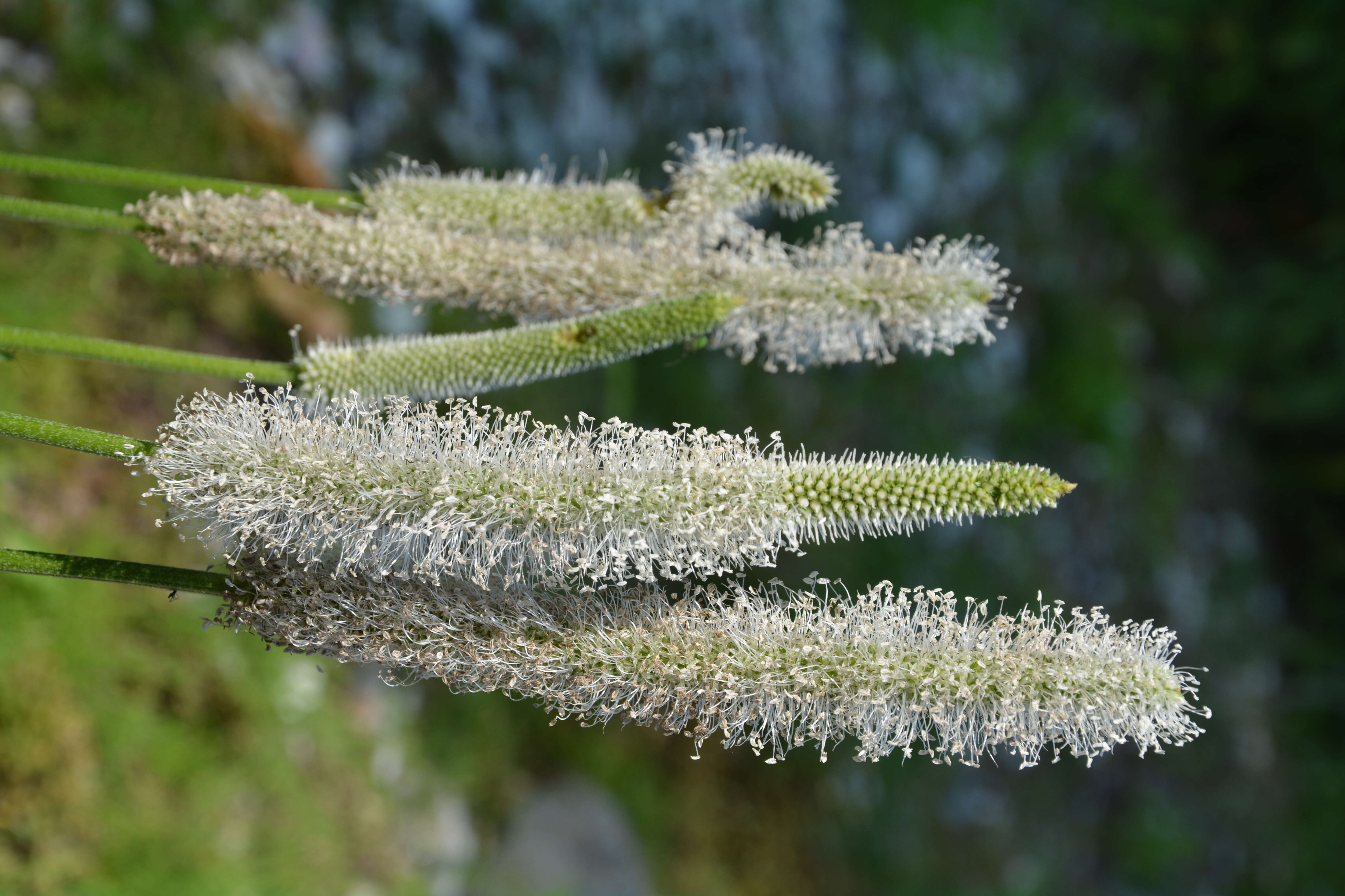 Image of Hoary Plantain