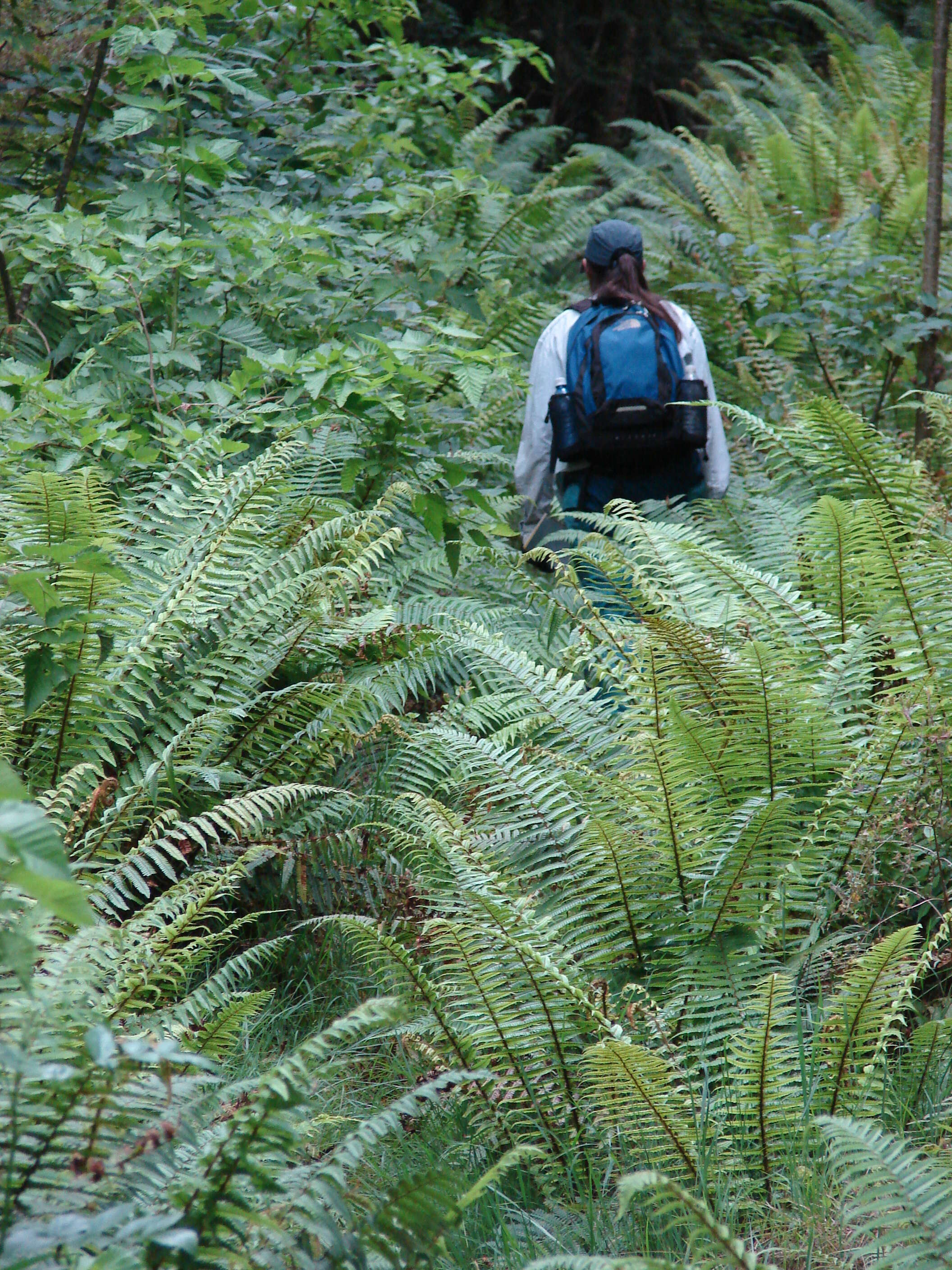 Image of alpine woodfern