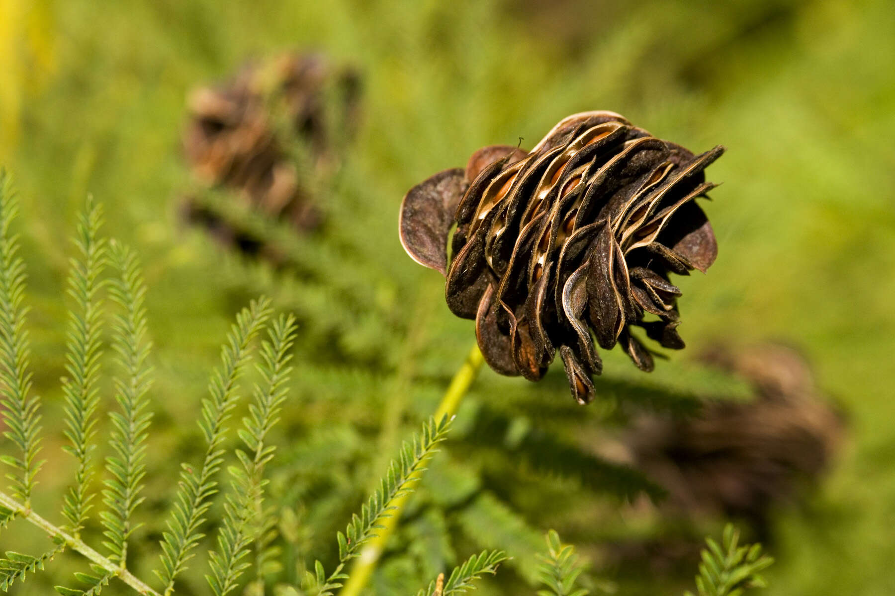 Image of Illinois bundleflower