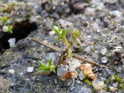 Image of water pygmyweed