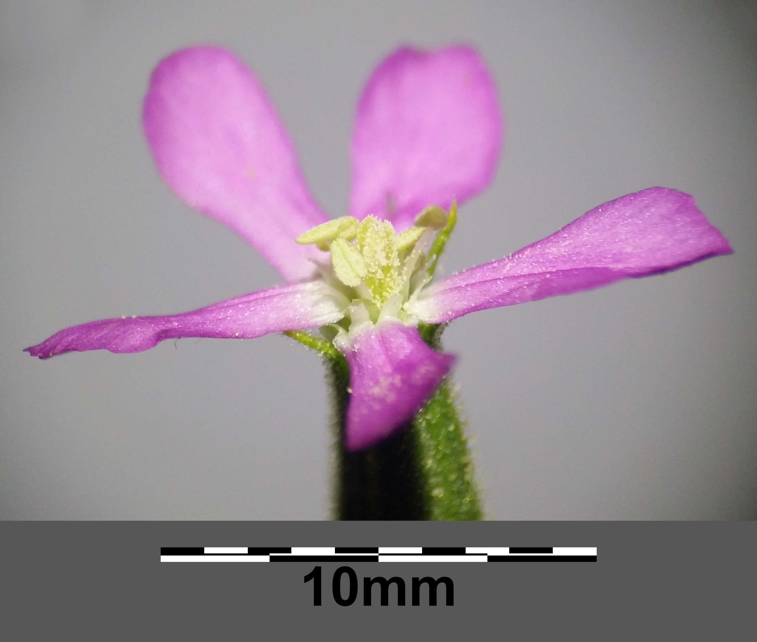 Image de Silene conoidea L.