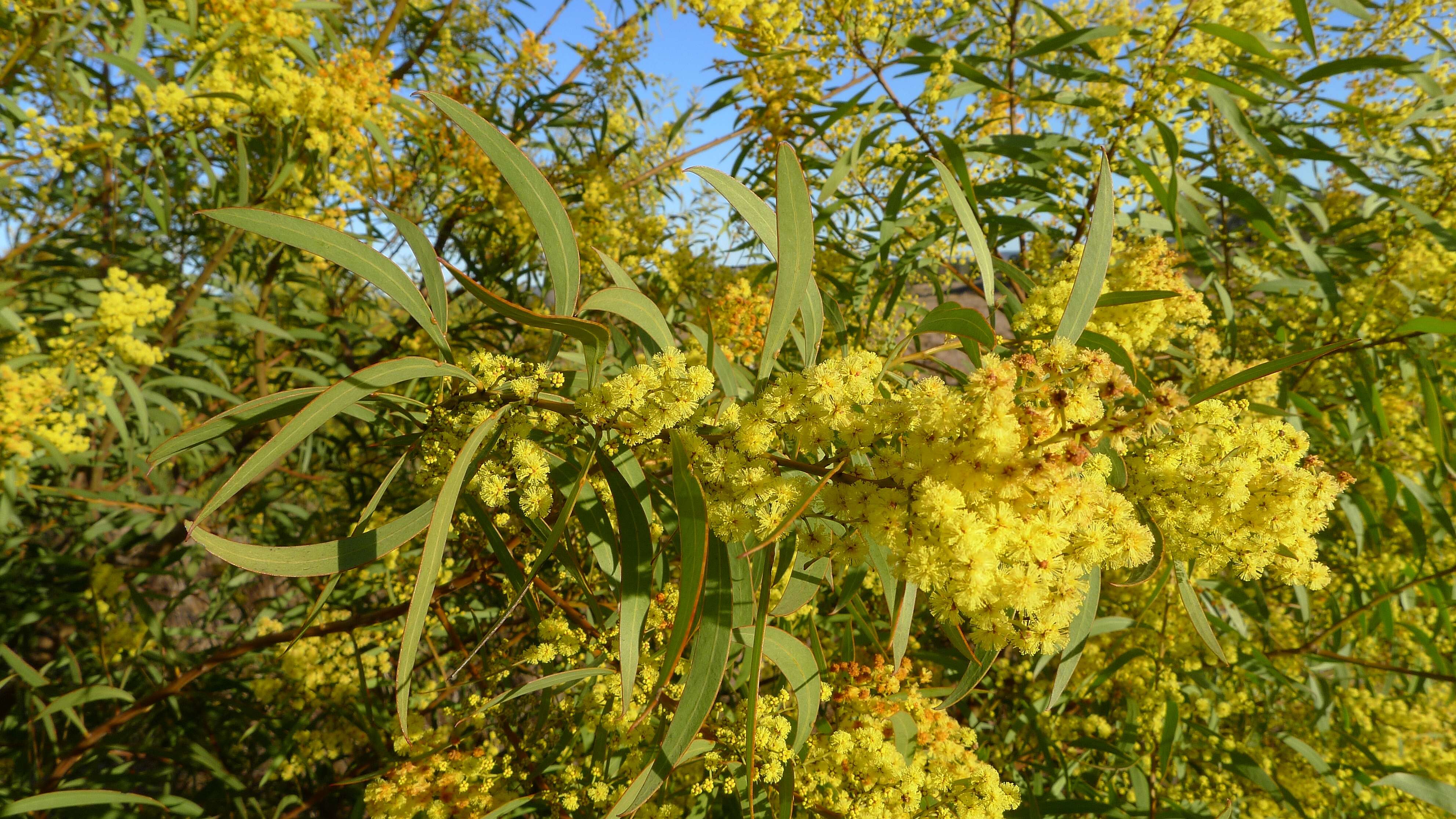 Image of red-leaf wattle