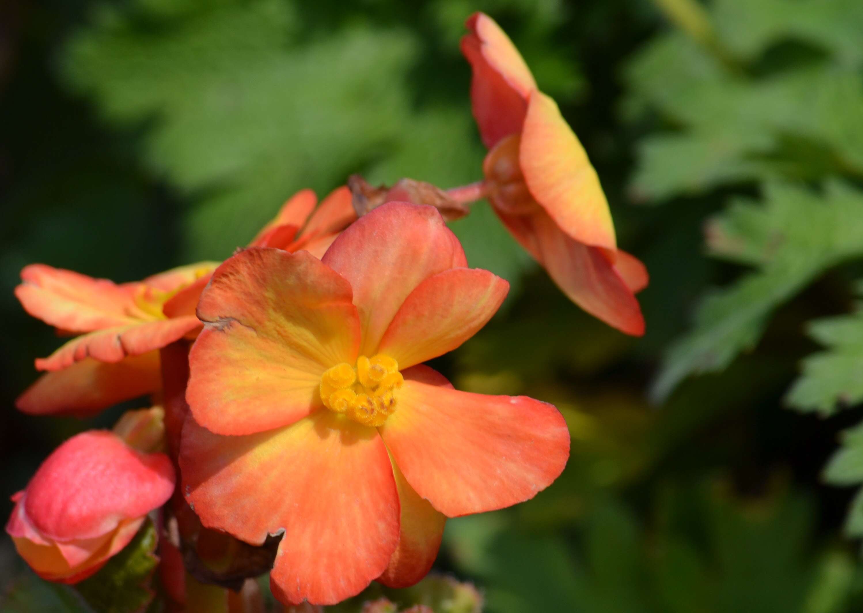 Image of Begonia tuberhybrida Voss