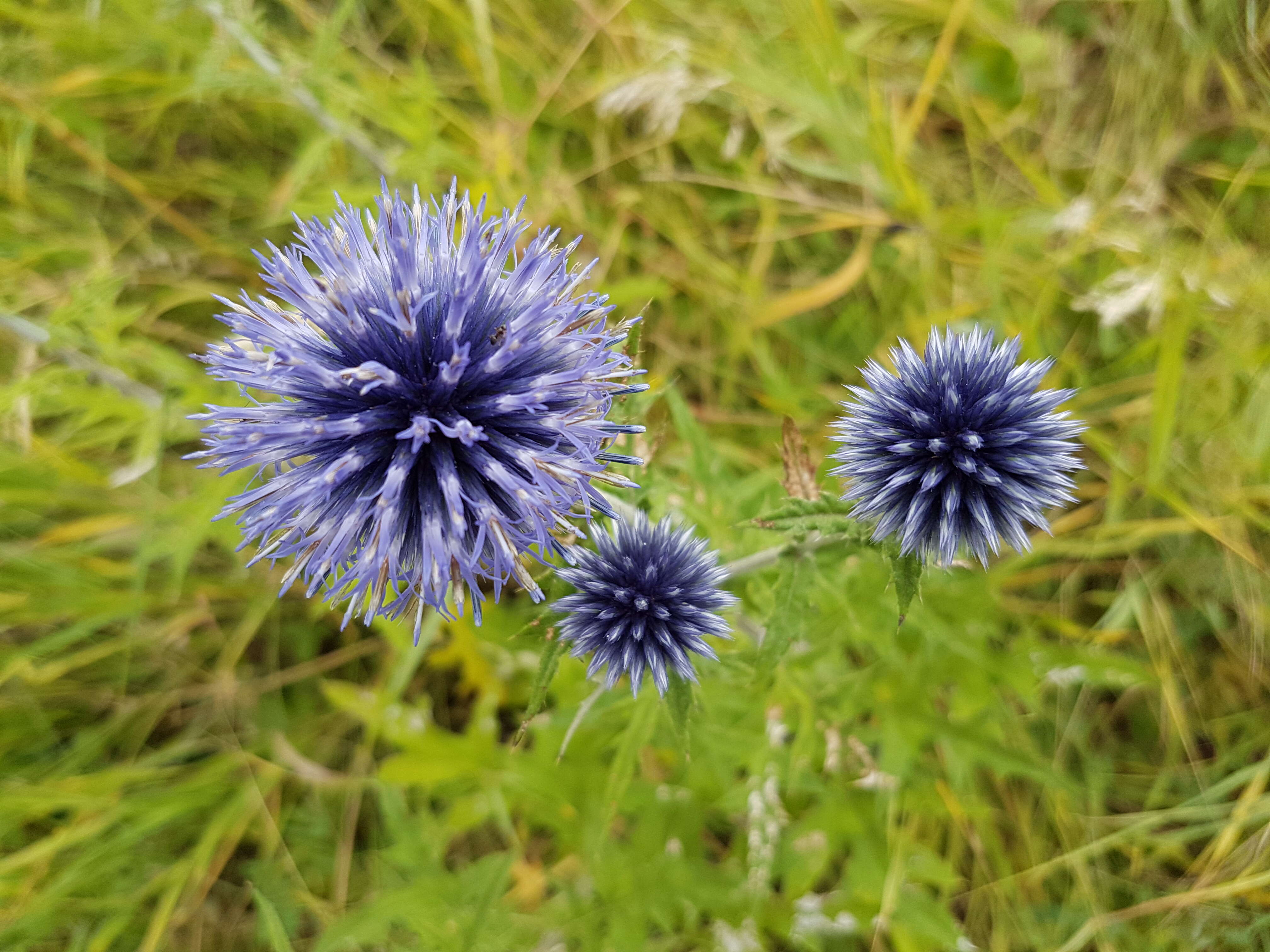 Image of Echinops bannaticus Rochel ex Schrad.