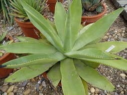 صورة Agave mitis Mart.