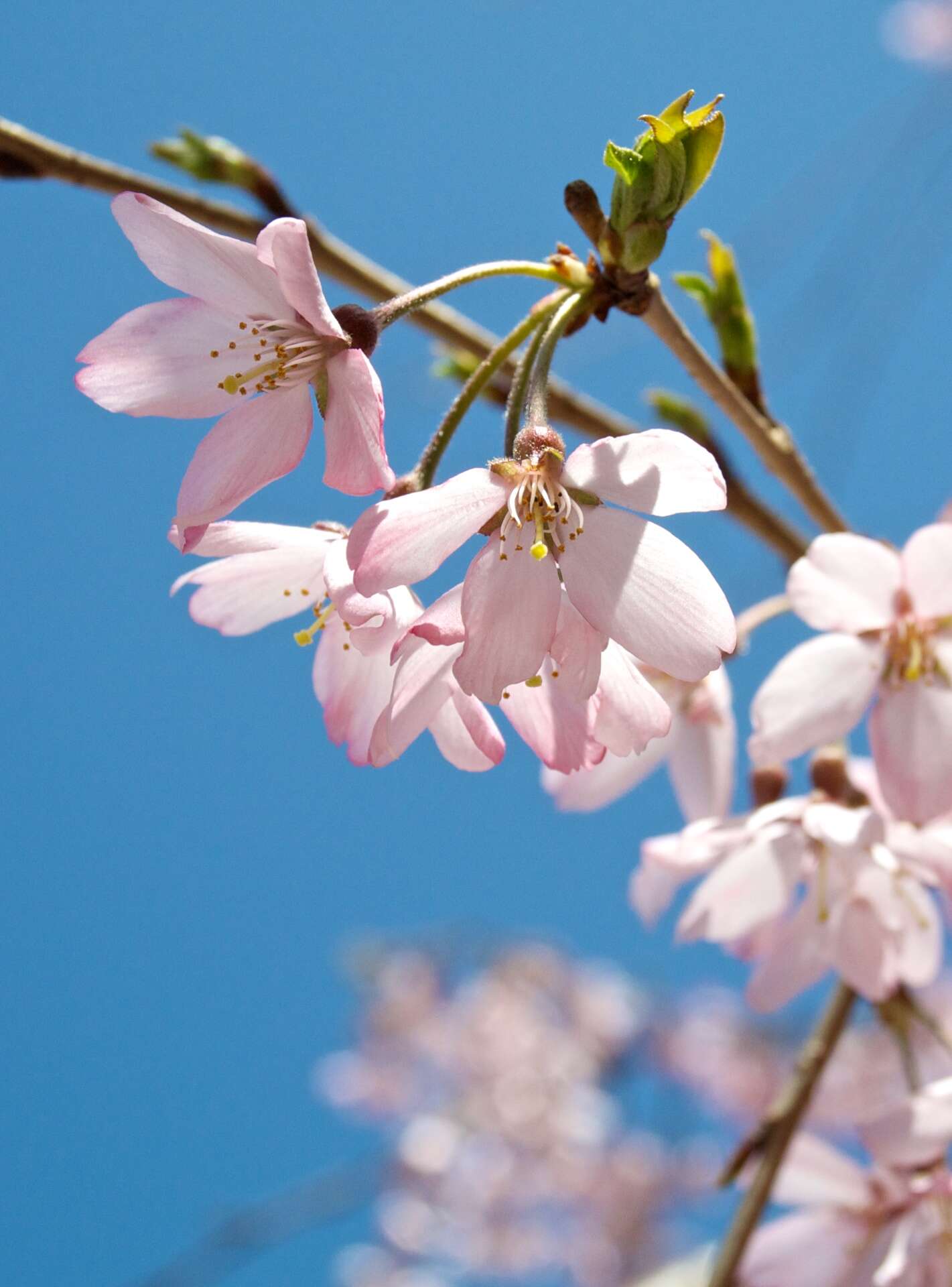 صورة Prunus spachiana (Lavallee ex H. Otto) Kitamura