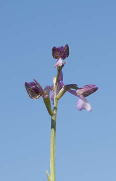 Image of Anacamptis morio subsp. syriaca (E. G. Camus) H. Kretzschmar, Eccarius & H. Dietr.