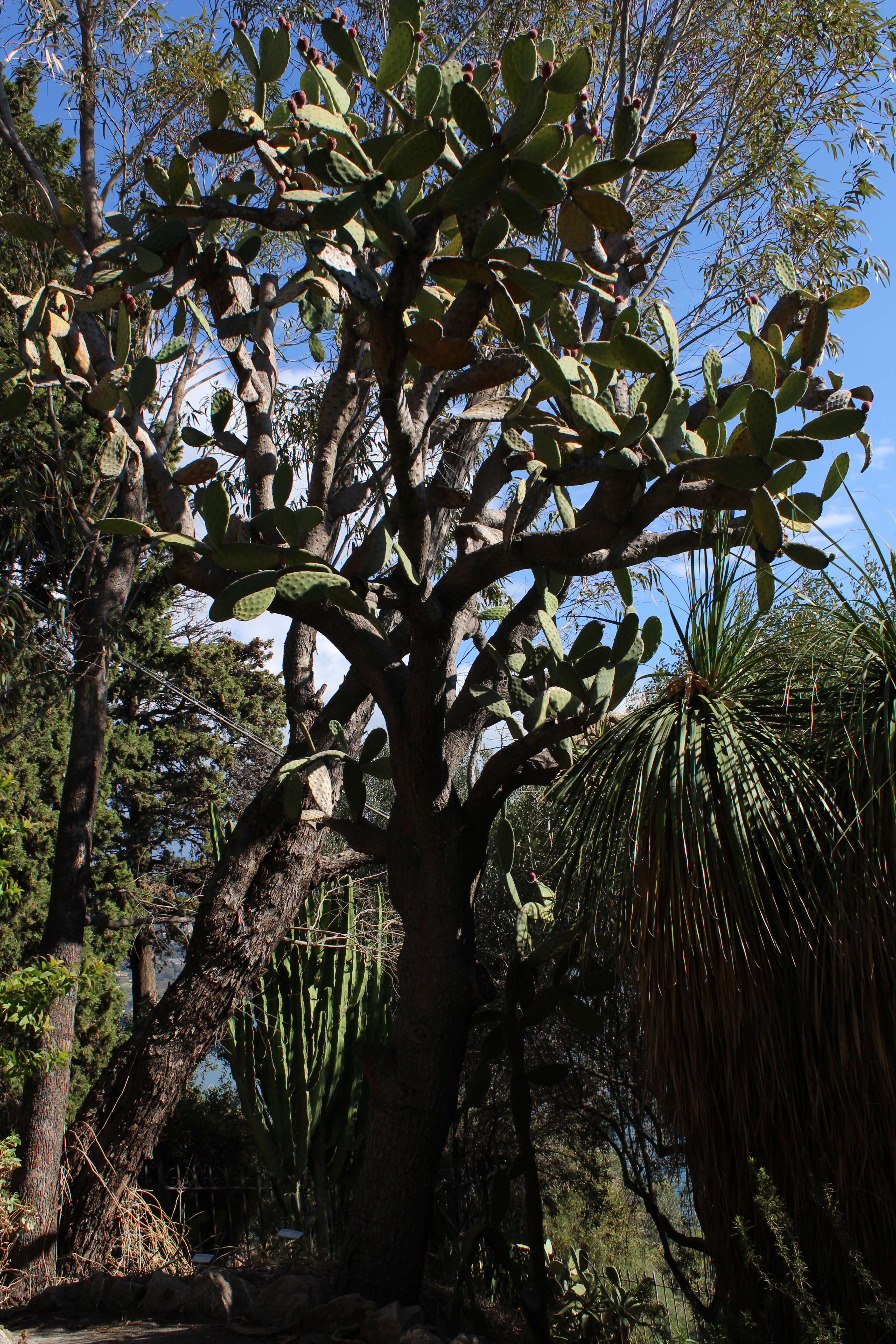 Image of Velvety tree pear