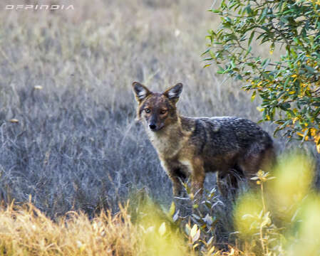 Image of golden jackal