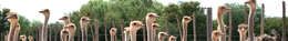 Image of ostriches