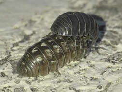 Image of Pill woodlouse