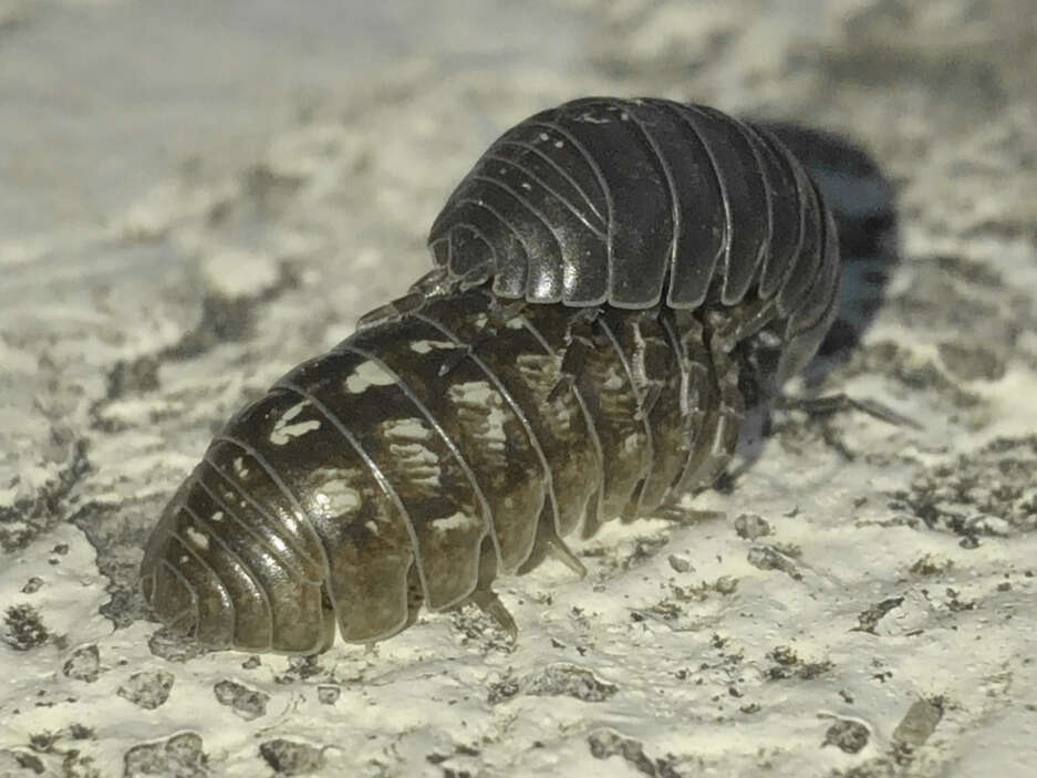 Image of Pill woodlouse