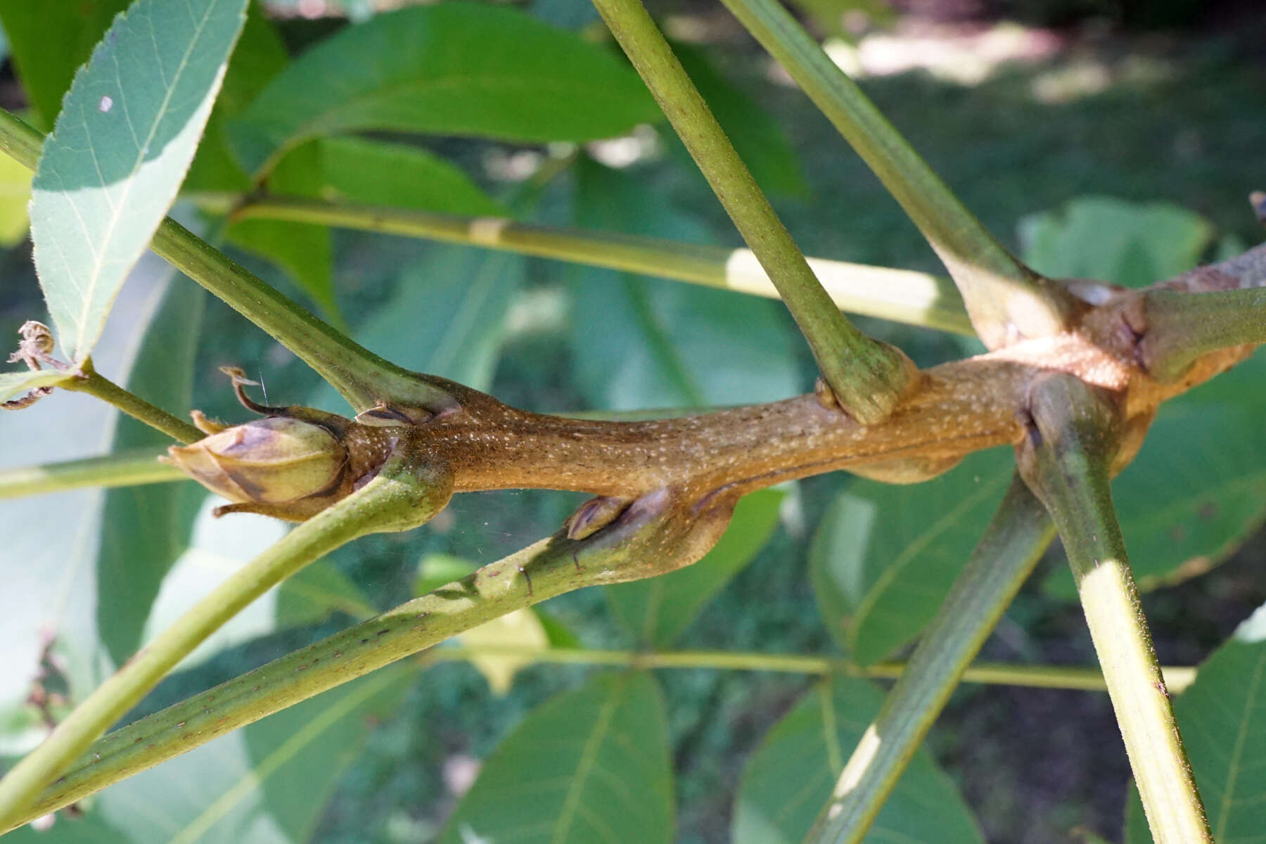 Image of shellbark hickory