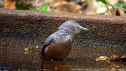 Image of Chestnut-tailed Starling