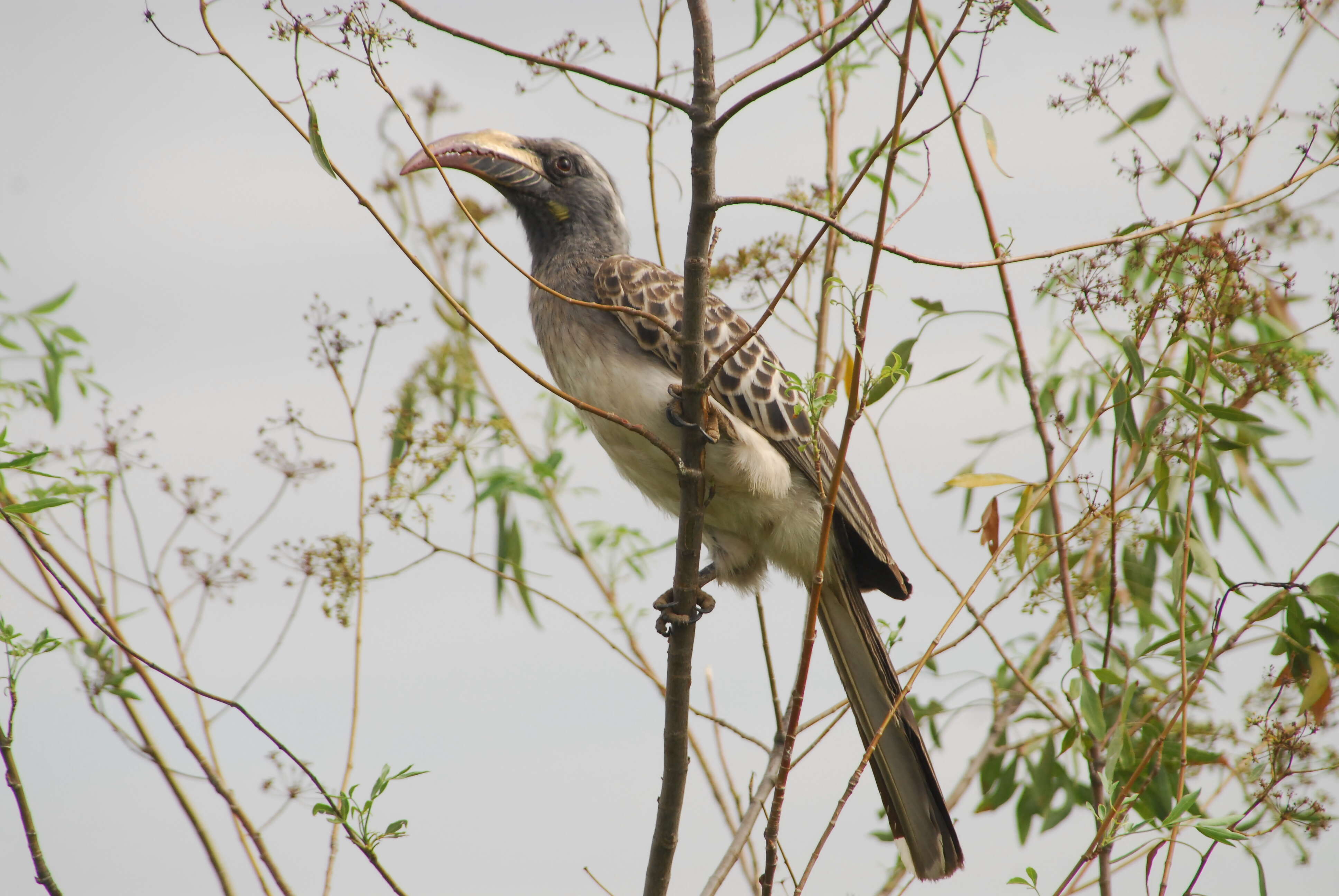 Image of African Grey Hornbill