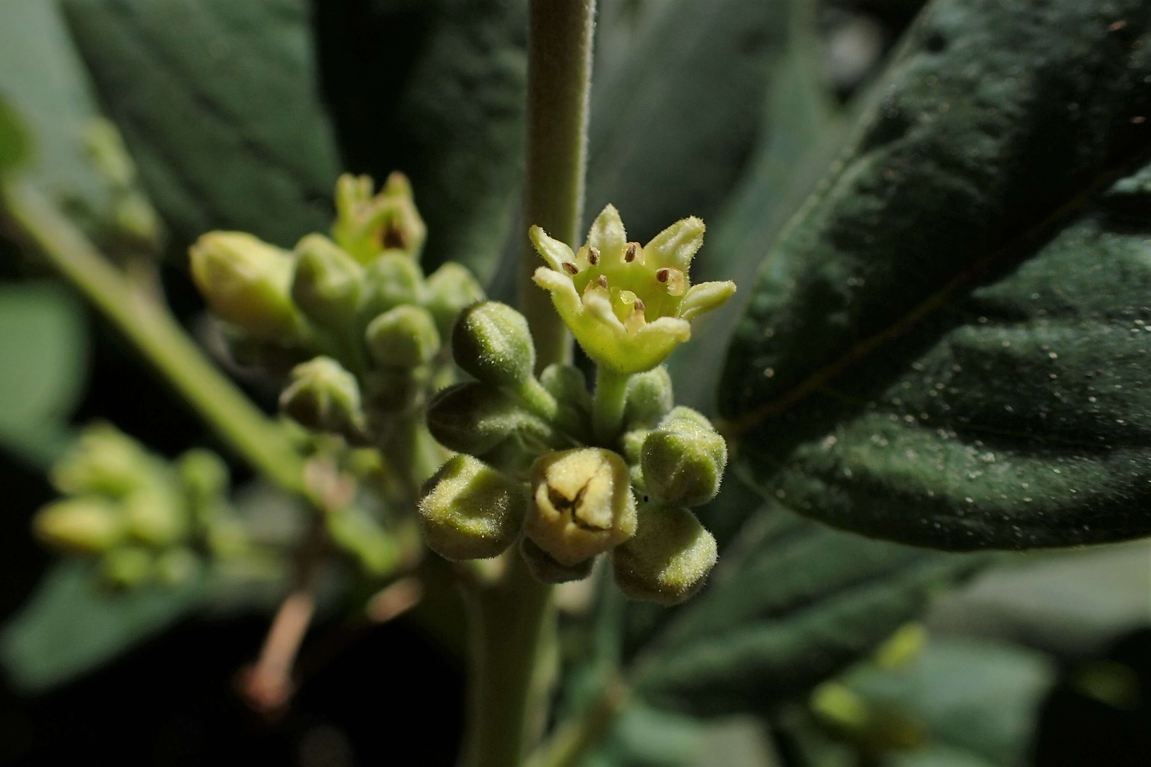 Image de Frangula californica (Eschsch.) A. Gray