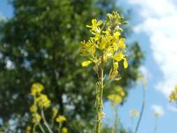 Image of black mustard