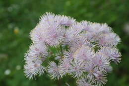 Image of Thalictrum aquilegiifolium