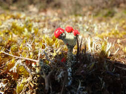 Image of Cladonia coccifera