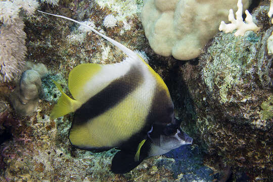 Image of Red Sea Bannerfish