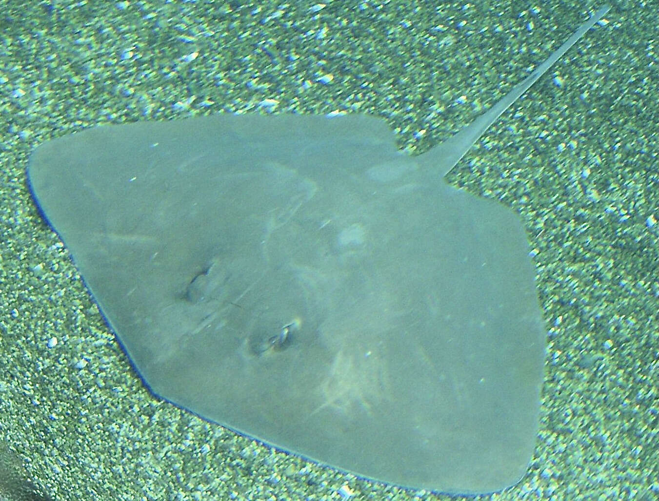 Image of Short-tail Stingray