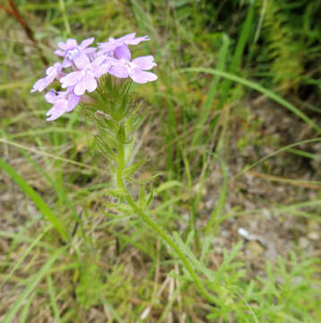 Image of Dakota mock vervain