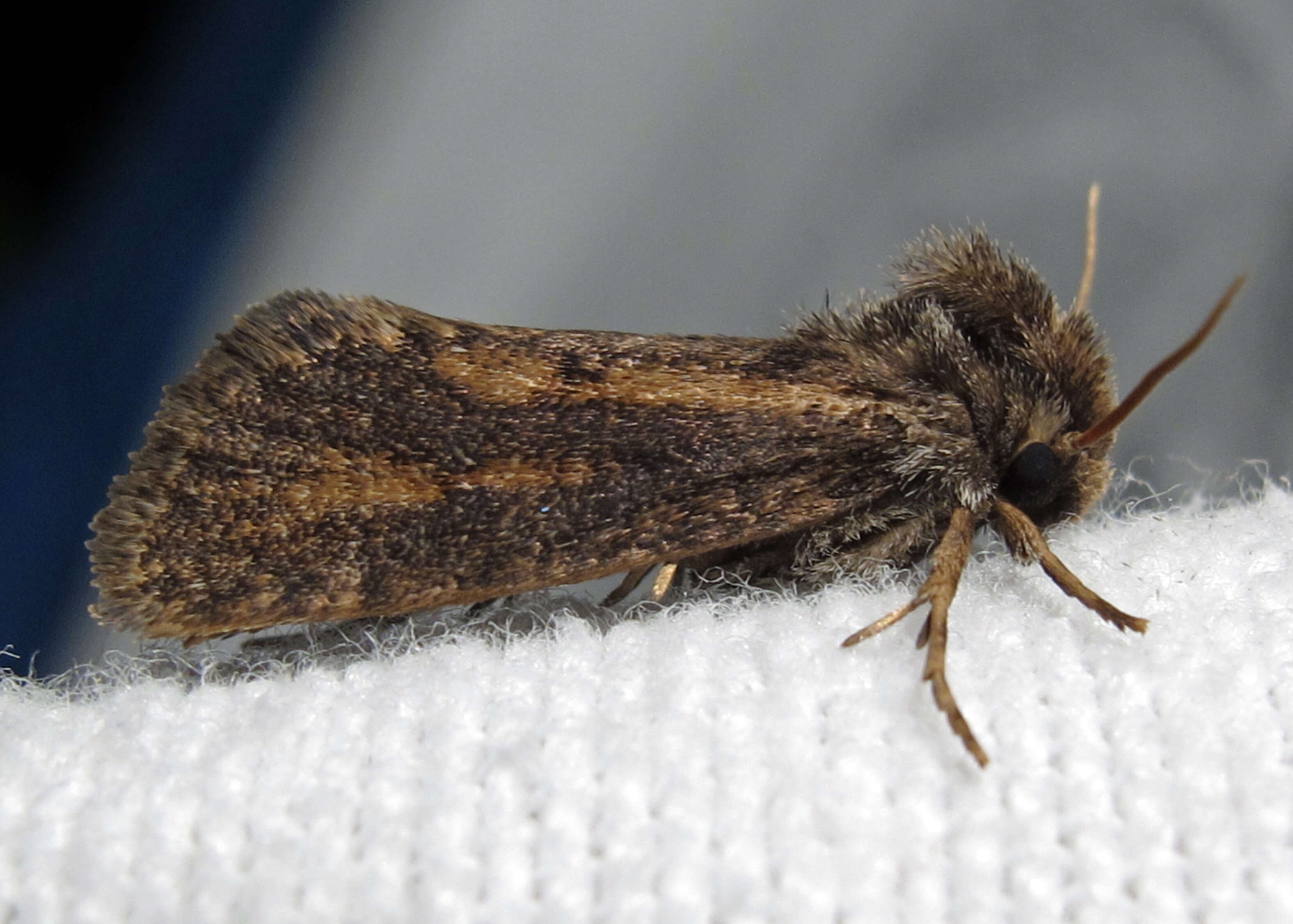 Image of Clemens' Grass Tubeworm Moth