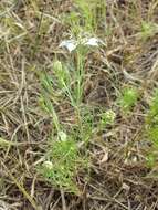 Nigella arvensis L. resmi