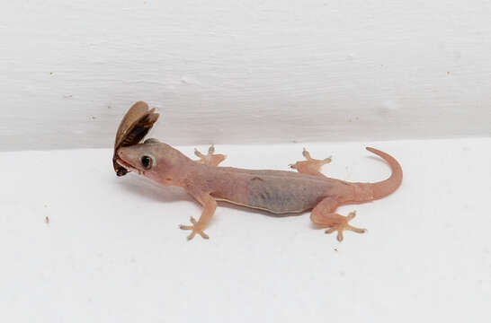 Image of Common House Gecko