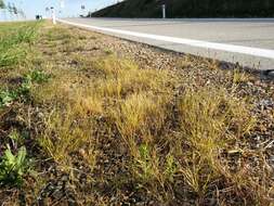 Image of Indian lovegrass