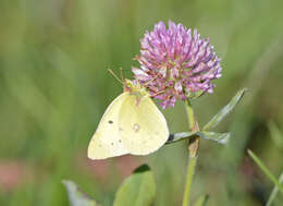 Image of Clouded sulphur