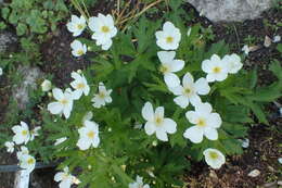 Image of tall thimbleweed