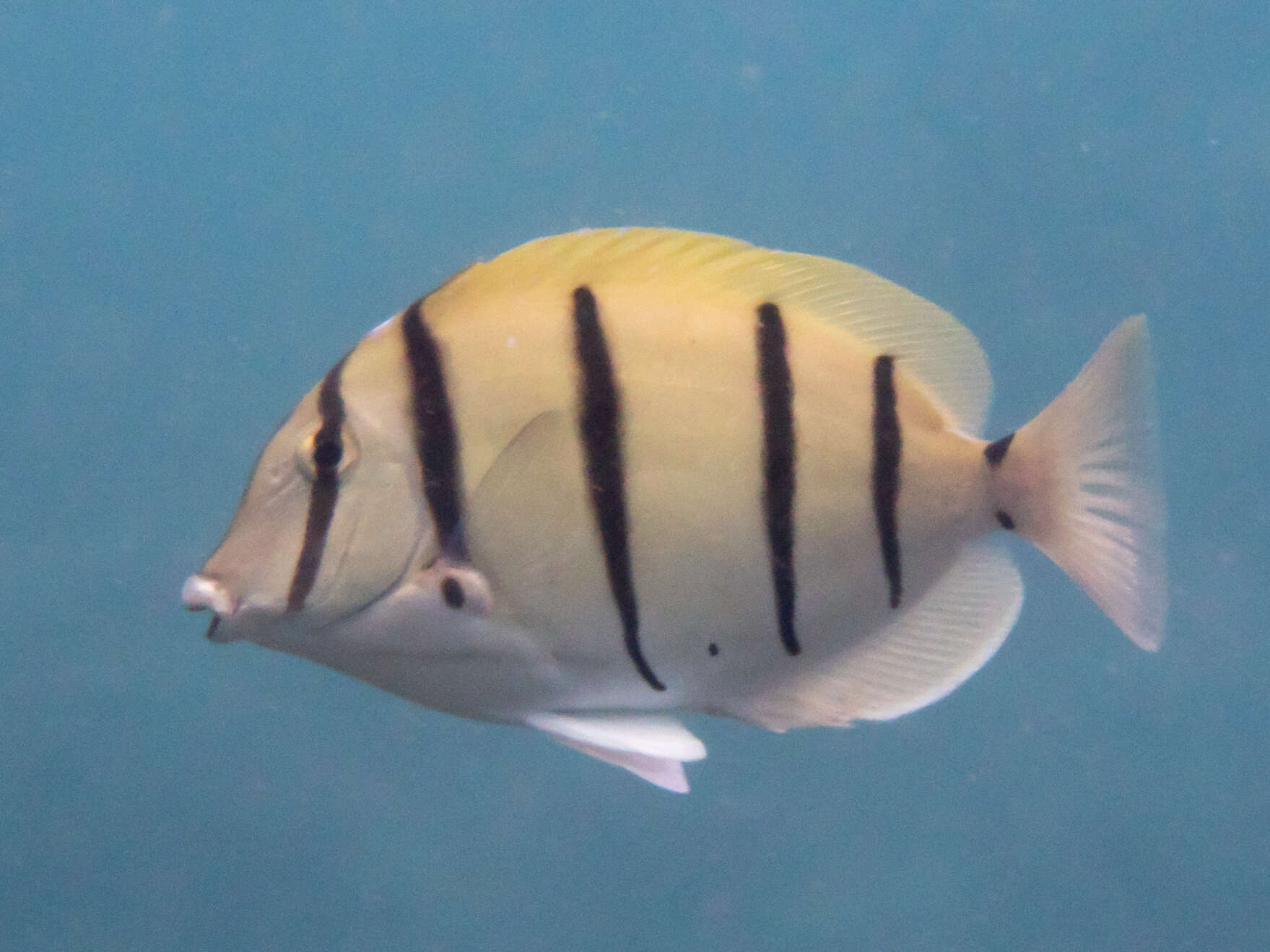 Image of Convict Surgeonfish