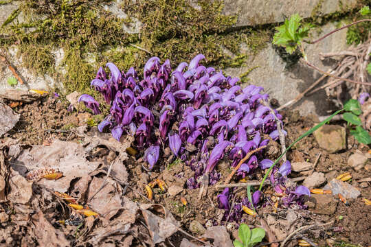 Image of Lathraea clandestina L.