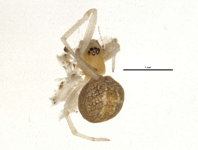 Image of Theridion submissum Gertsch & Davis 1936