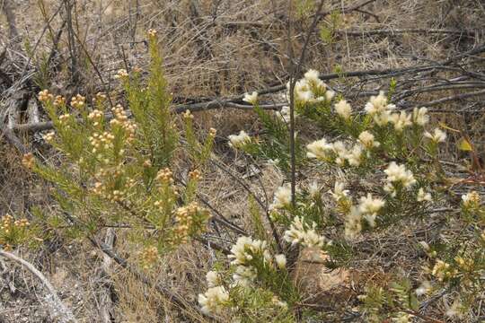 Image of Baccharis linearis (Ruiz & Pavón) Pers.