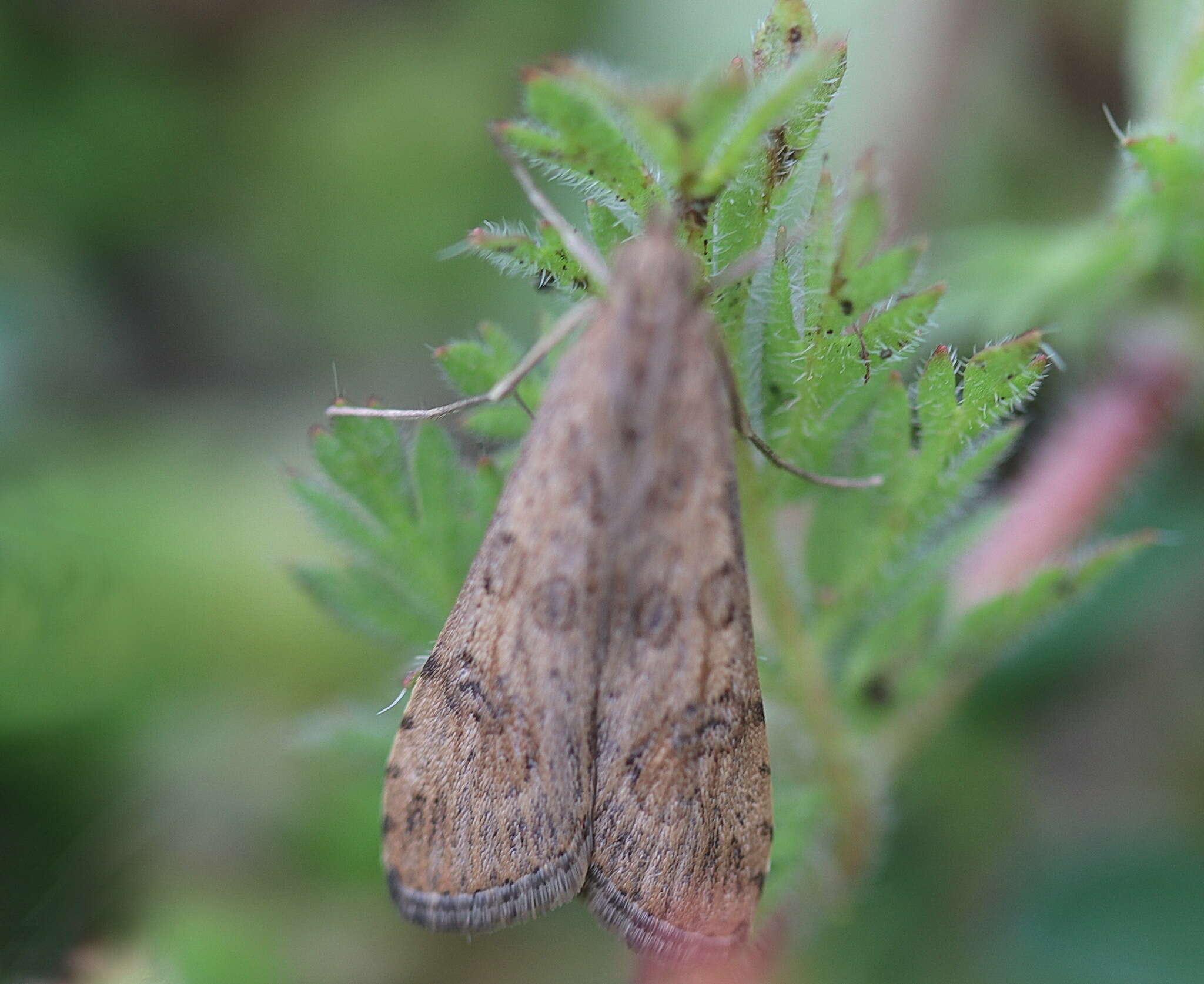 Image of celery stalkworm