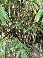 Image of broadleaf bamboo