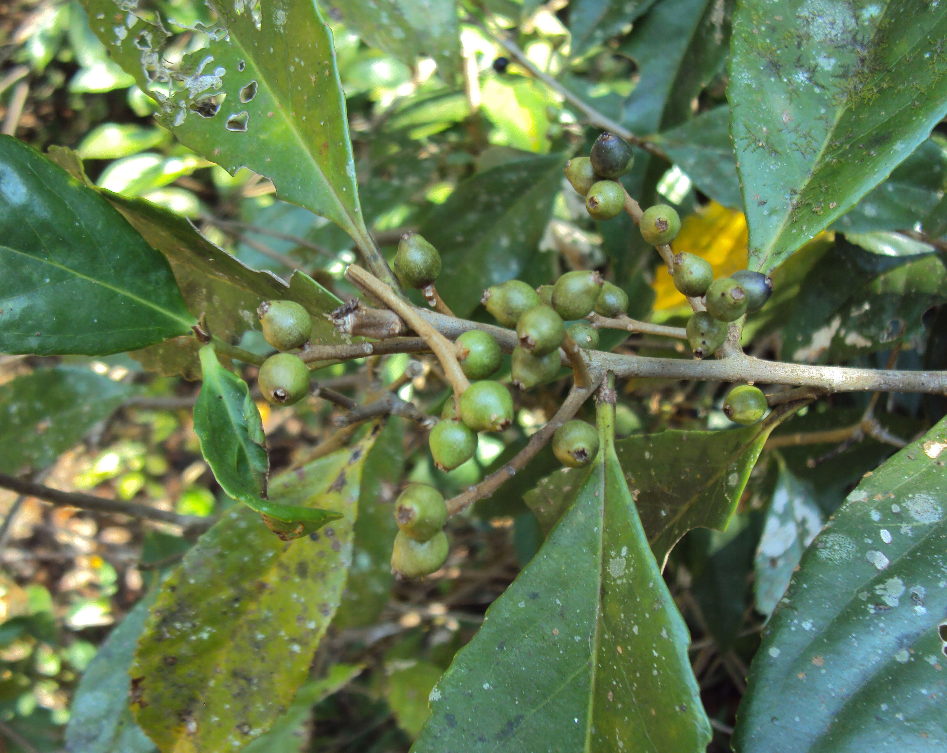 Image of Symplocos cochinchinensis (Lour.) Moore