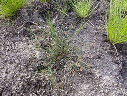 Juncus bulbosus L. resmi