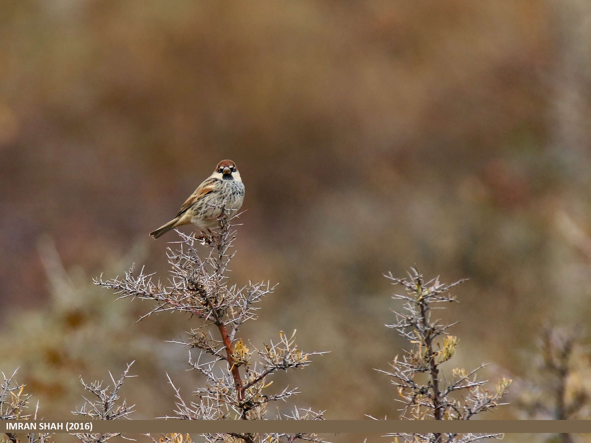 Image of Spanish Sparrow