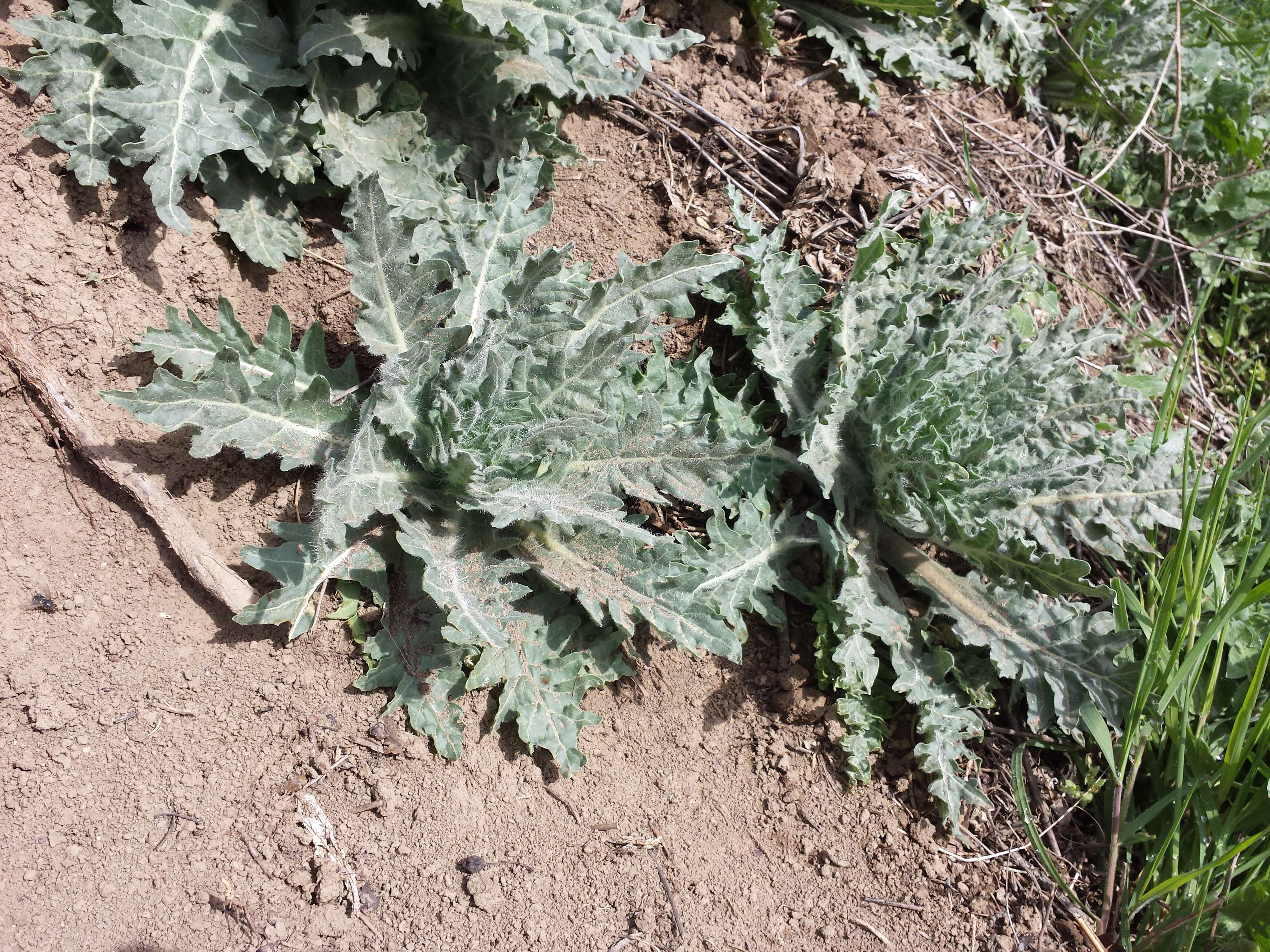 Image of black henbane