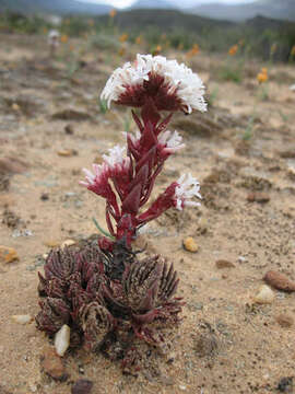 Image of Crassula alpestris Thunb.