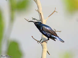 Image of Purple Sunbird