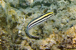 Image of Grammistes Blenny