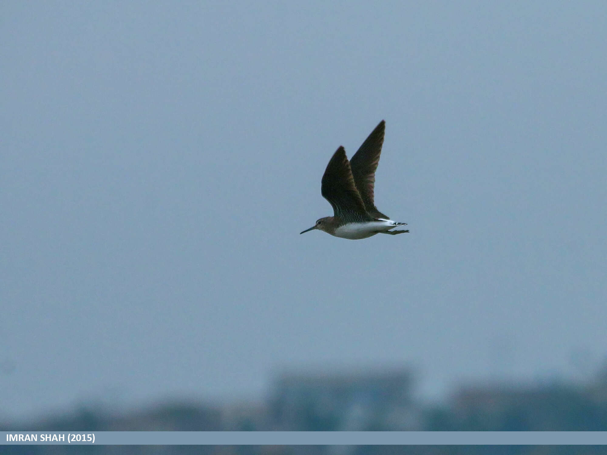 Image of Green Sandpiper