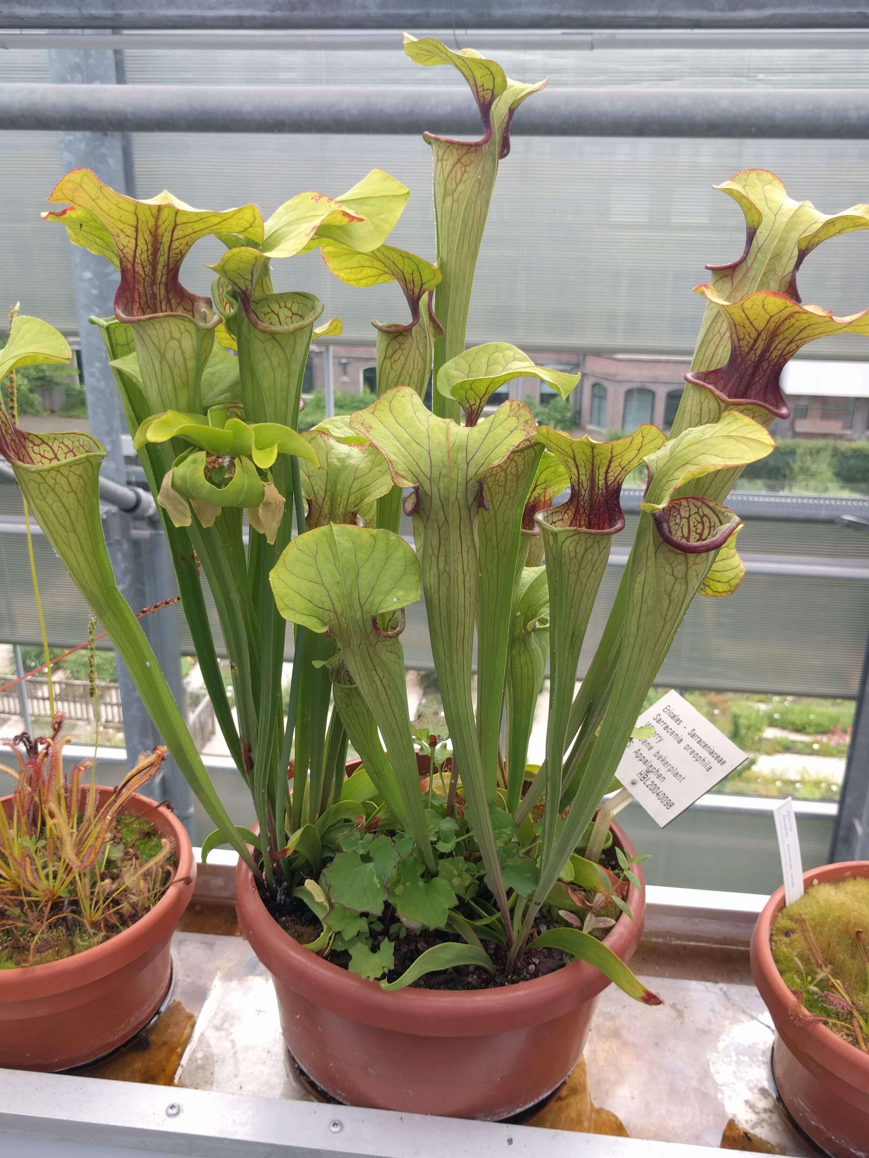 Image of Green Pitcherplant