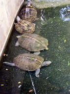 Image of Giant Asian Pond Turtle