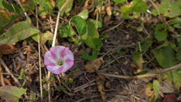 Image of Field Bindweed